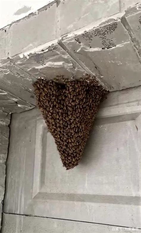 蜜蜂在家築巢
